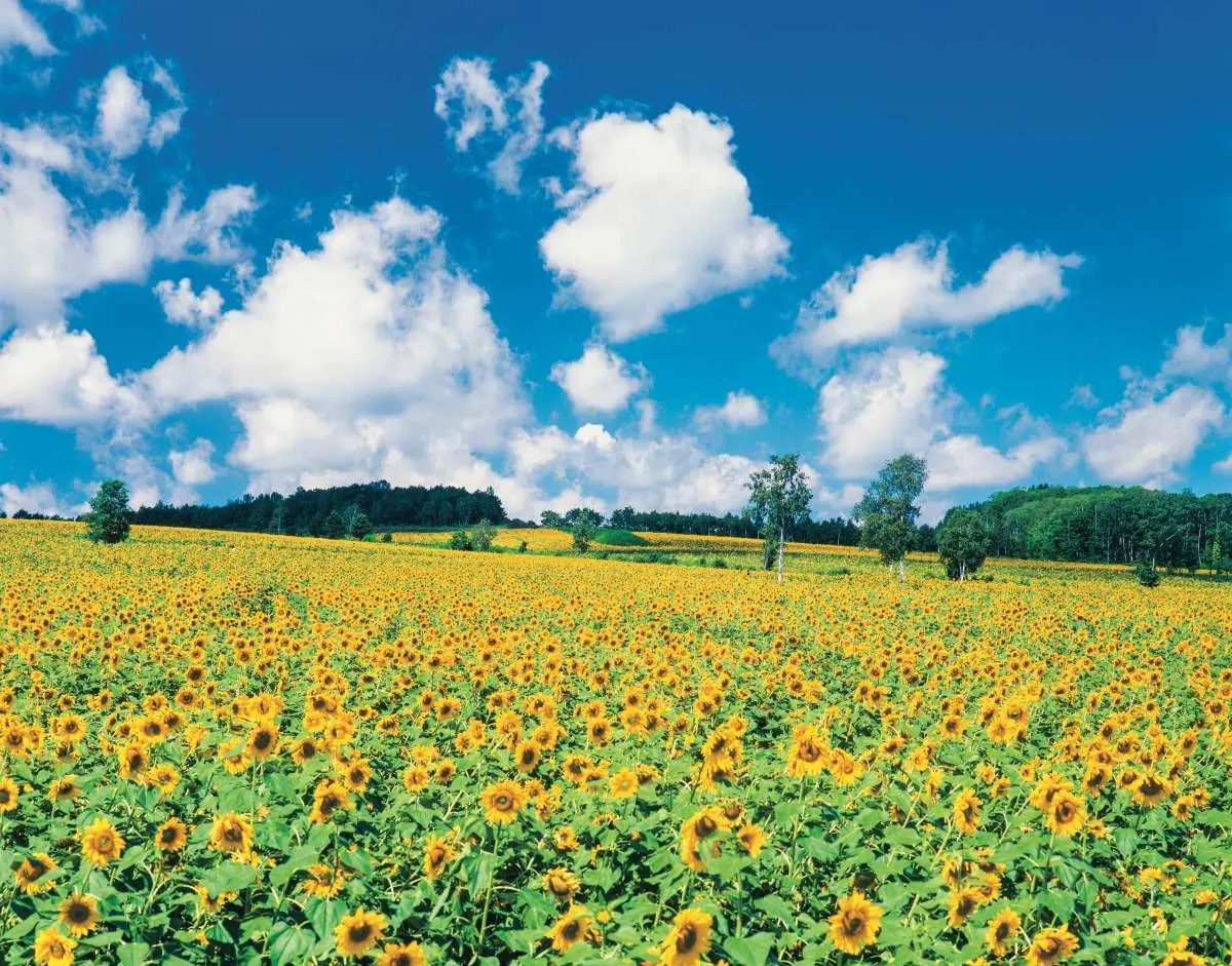 賞花祕境!5處天堂級「花海地毯」:200萬朵向日葵、4萬株繡球花毯、牡丹池 賞花祕境!5處天堂級「花海地毯」:200萬朵向日葵、4萬株繡球花毯、牡丹池