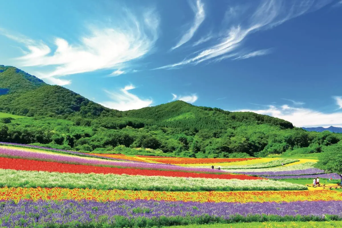 賞花祕境!5處天堂級「花海地毯」:200萬朵向日葵、4萬株繡球花毯、牡丹池 賞花祕境!5處天堂級「花海地毯」:200萬朵向日葵、4萬株繡球花毯、牡丹池