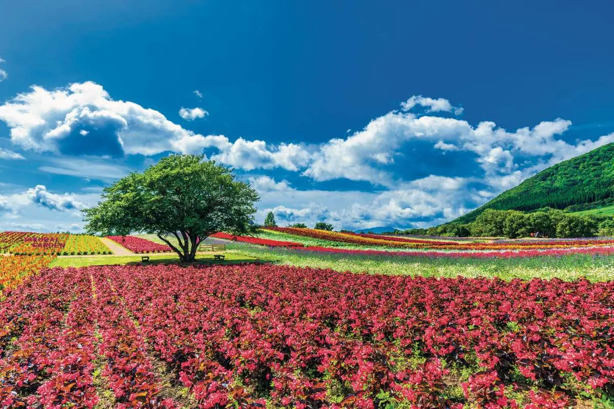 賞花祕境!5處天堂級「花海地毯」:200萬朵向日葵、4萬株繡球花毯、牡丹池 賞花祕境!5處天堂級「花海地毯」:200萬朵向日葵、4萬株繡球花毯、牡丹池