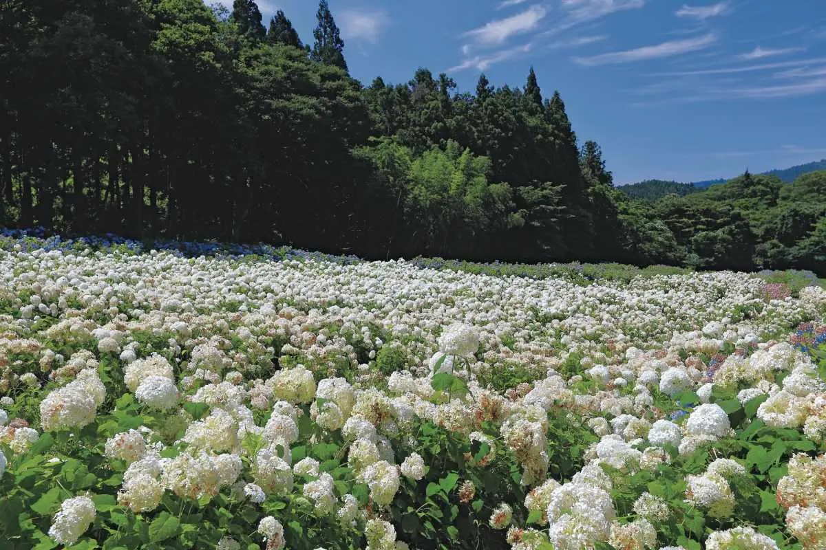 賞花祕境!5處天堂級「花海地毯」:200萬朵向日葵、4萬株繡球花毯、牡丹池 賞花祕境!5處天堂級「花海地毯」:200萬朵向日葵、4萬株繡球花毯、牡丹池