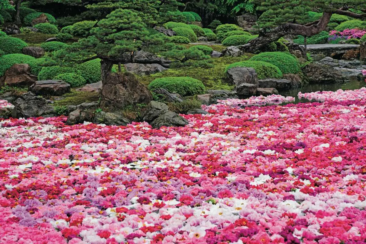 賞花祕境!5處天堂級「花海地毯」:200萬朵向日葵、4萬株繡球花毯、牡丹池 賞花祕境!5處天堂級「花海地毯」:200萬朵向日葵、4萬株繡球花毯、牡丹池