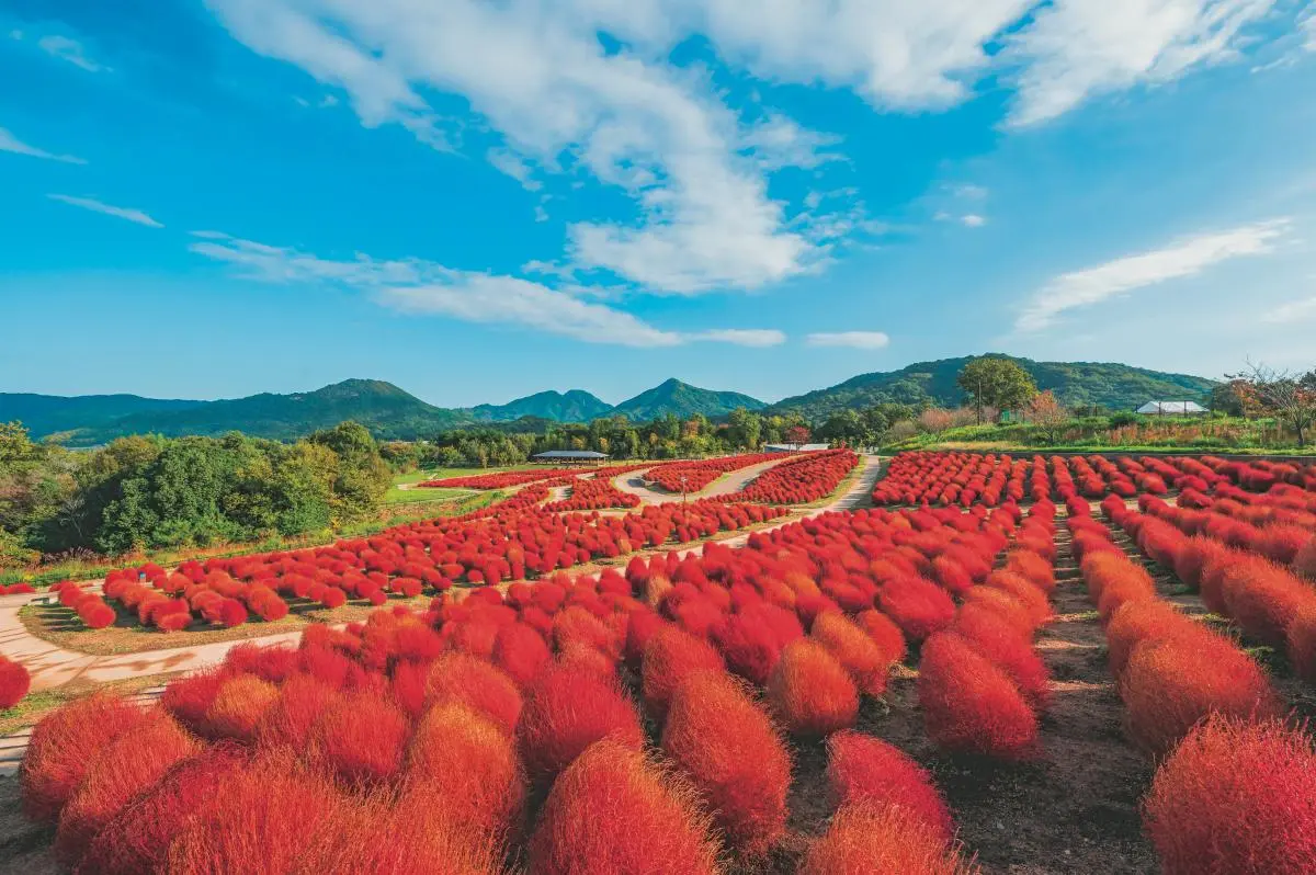 賞花祕境!5處天堂級「花海地毯」:200萬朵向日葵、4萬株繡球花毯、牡丹池 賞花祕境!5處天堂級「花海地毯」:200萬朵向日葵、4萬株繡球花毯、牡丹池