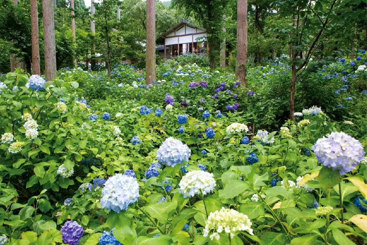 夏日衝一波!京都必去「避暑1日遊」6景點:吃刨冰、體驗鴨川納涼床 夏日衝一波!京都必去「避暑1日遊」6景點:吃刨冰、體驗鴨川納涼床