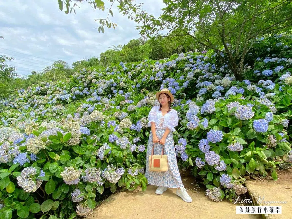 好拍到手痠!IG必追6大「繡球花夯點」:占地8000坪、萬株花海限時免費拍 好拍到手痠!IG必追6大「繡球花夯點」:占地8000坪、萬株花海限時免費拍