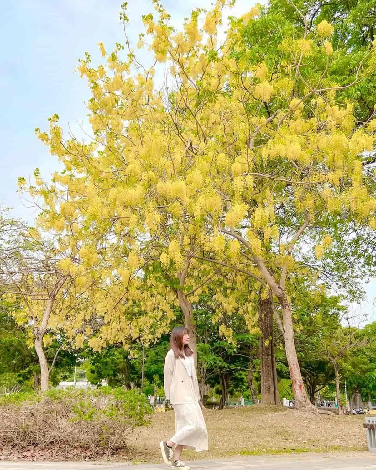 黃金雨「阿勃勒」來襲！南部６大賞花祕境：台南最美公路、河堤旁金色隧道
