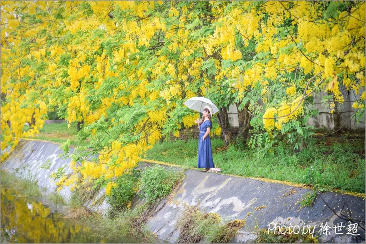 黃金雨「阿勃勒」來襲！南部６大賞花祕境：台南最美公路、河堤旁金色隧道