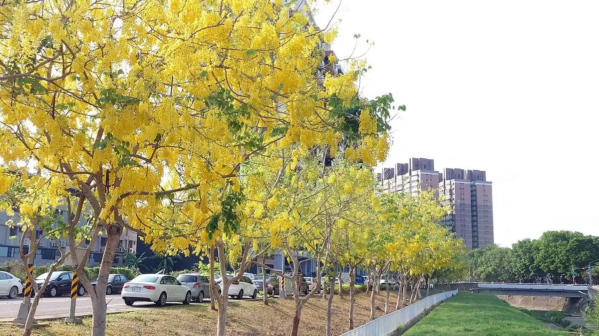 黃金雨「阿勃勒」來襲！南部６大賞花祕境：台南最美公路、河堤旁金色隧道