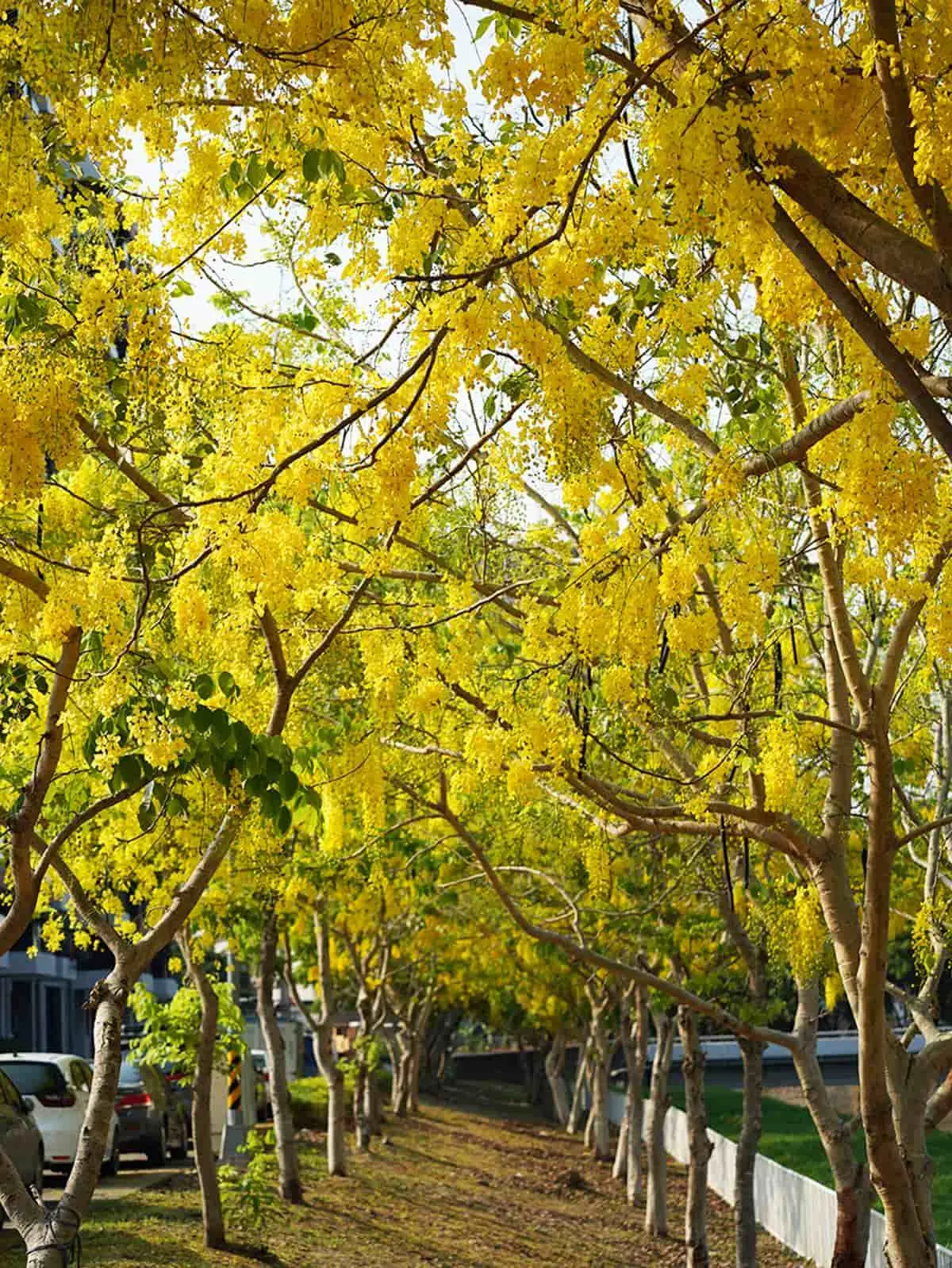 黃金雨「阿勃勒」來襲！南部６大賞花祕境：台南最美公路、河堤旁金色隧道