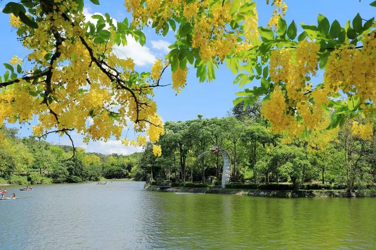 黃金雨「阿勃勒」來襲！南部６大賞花祕境：台南最美公路、河堤旁金色隧道