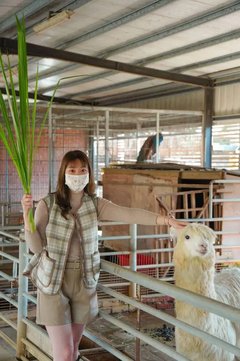 搭台灣好行玩台南！親子１日遊推薦：餵草泥馬、採菱角、散步「巴洛克老街」