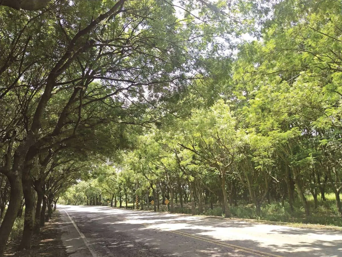 搭台灣好行玩台南！親子１日遊推薦：餵草泥馬、採菱角、散步「巴洛克老街」