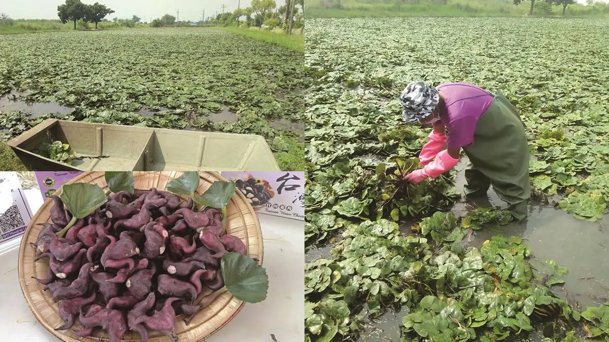 搭台灣好行玩台南！親子１日遊推薦：餵草泥馬、採菱角、散步「巴洛克老街」