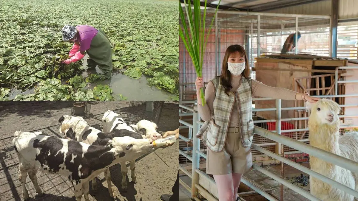 搭台灣好行玩台南！親子１日遊推薦：餵草泥馬、採菱角、散步「巴洛克老街」