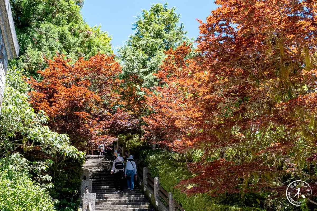 大自然避暑１日遊！宜蘭太平山８景點：森林蹦蹦車、CNN最美步道、楓紅階梯