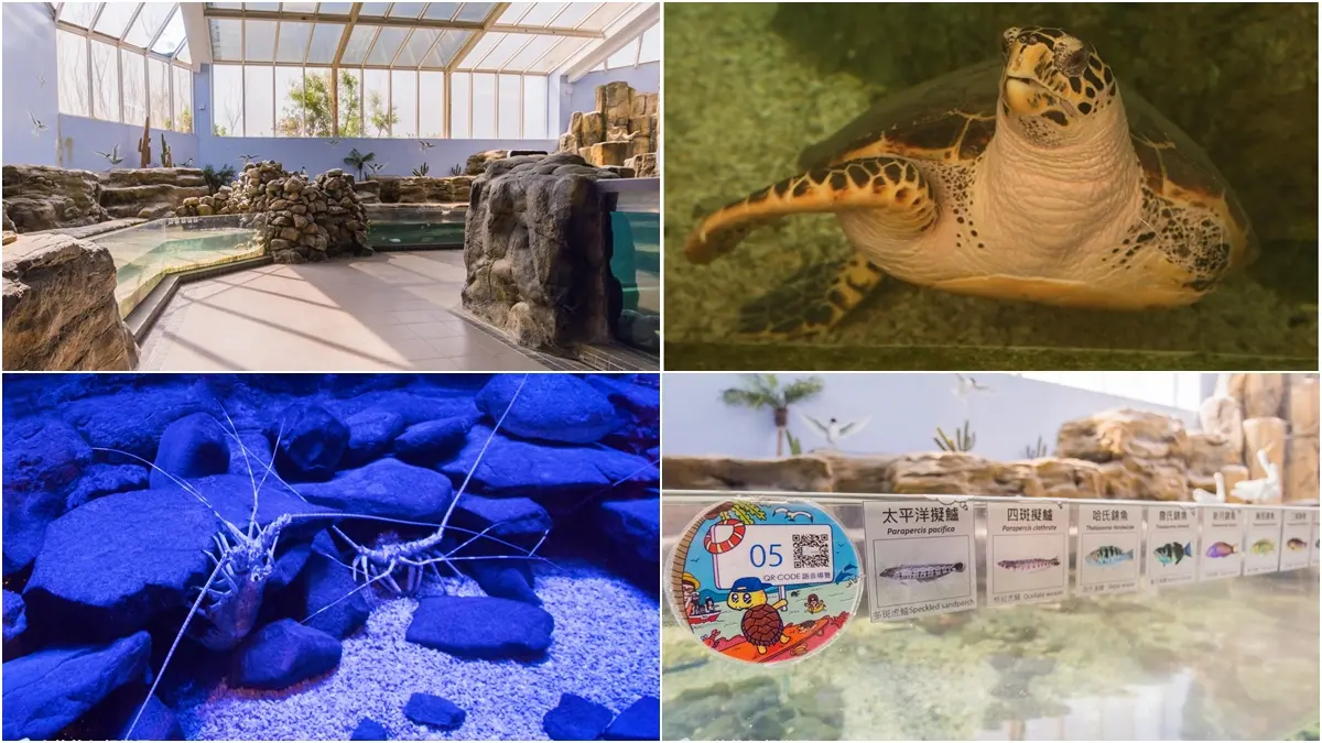 「離島唯一水族館」在這！搶拍14米長海底隧道，加碼體驗觸摸池、魚魚餵食秀