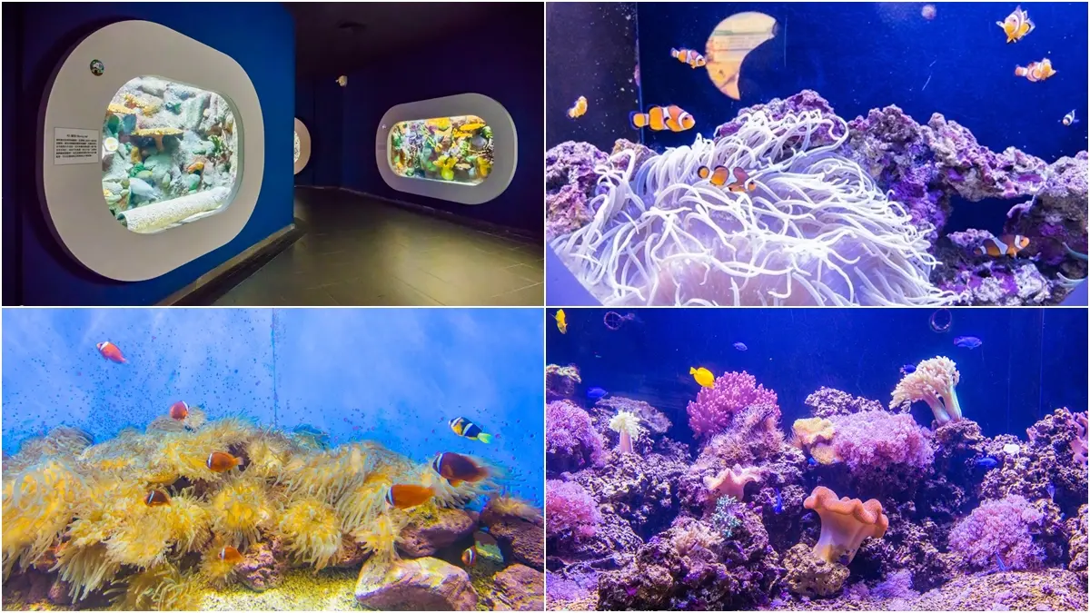 「離島唯一水族館」在這！搶拍14米長海底隧道，加碼體驗觸摸池、魚魚餵食秀