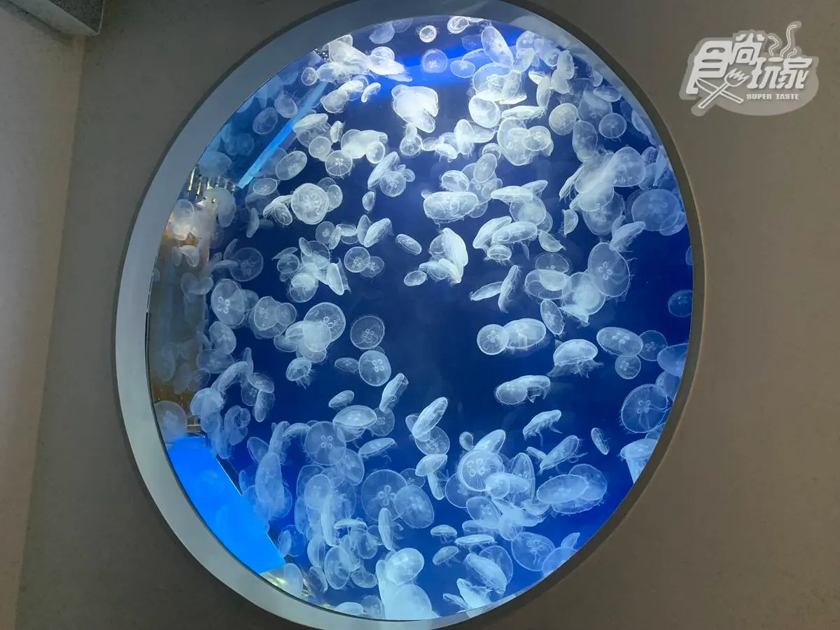 媽媽們都超愛去!親子必逛「最強水族館」TOP6:全台規模最大、獨家美人魚秀 媽媽們都超愛去!親子必逛「最強水族館」TOP6:全台規模最大、獨家美人魚秀