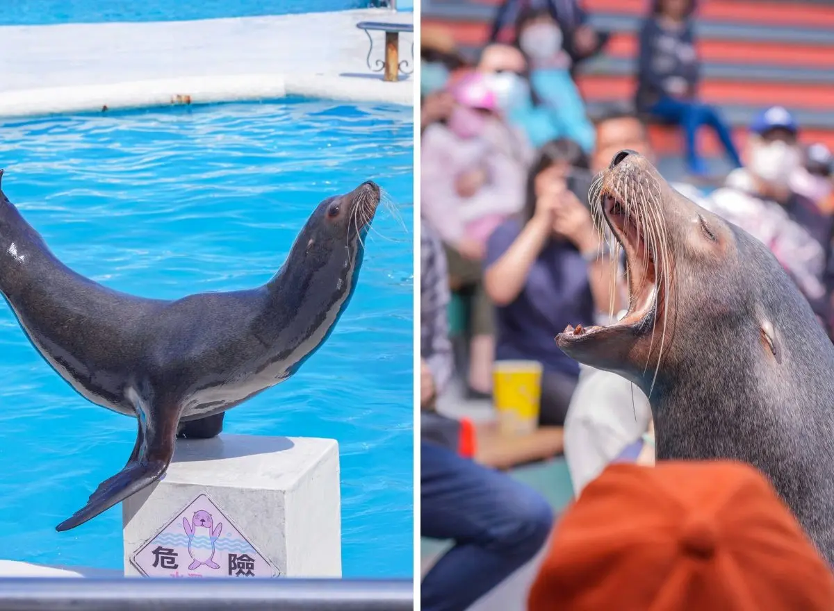媽媽們都超愛去!親子必逛「最強水族館」TOP6:全台規模最大、獨家美人魚秀 媽媽們都超愛去!親子必逛「最強水族館」TOP6:全台規模最大、獨家美人魚秀