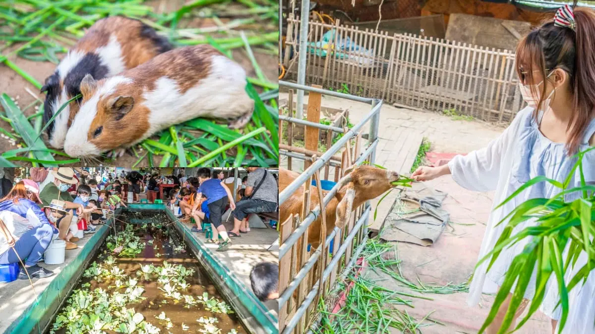 桃園景點「親子農場」推薦「陽榮農場」，可以釣魚釣青蛙、餵食小羊、迷你豬。