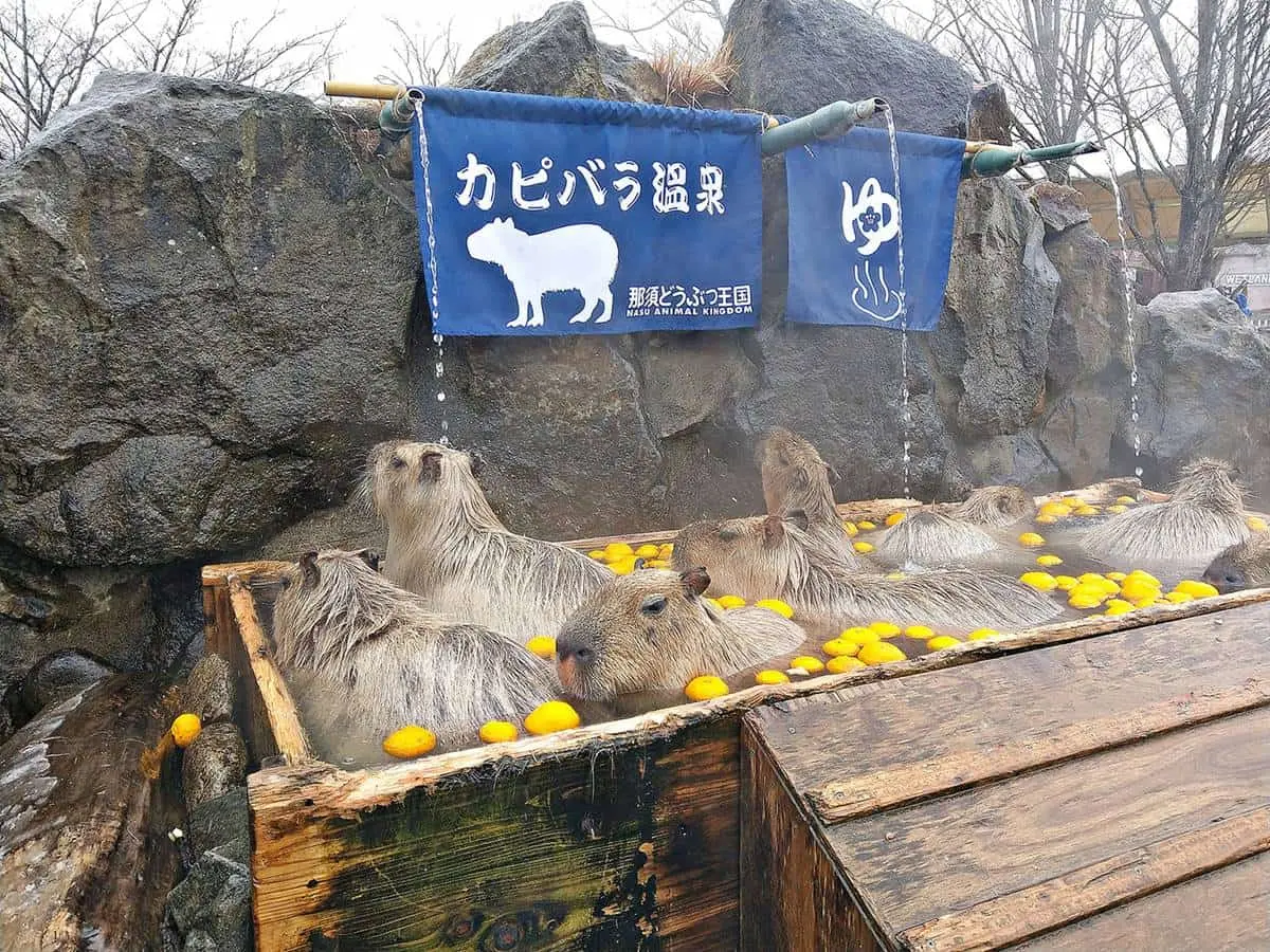暑假來這放電！東京近郊親子遊５亮點：日本「最長溜滑梯」、可愛海豹霜淇淋