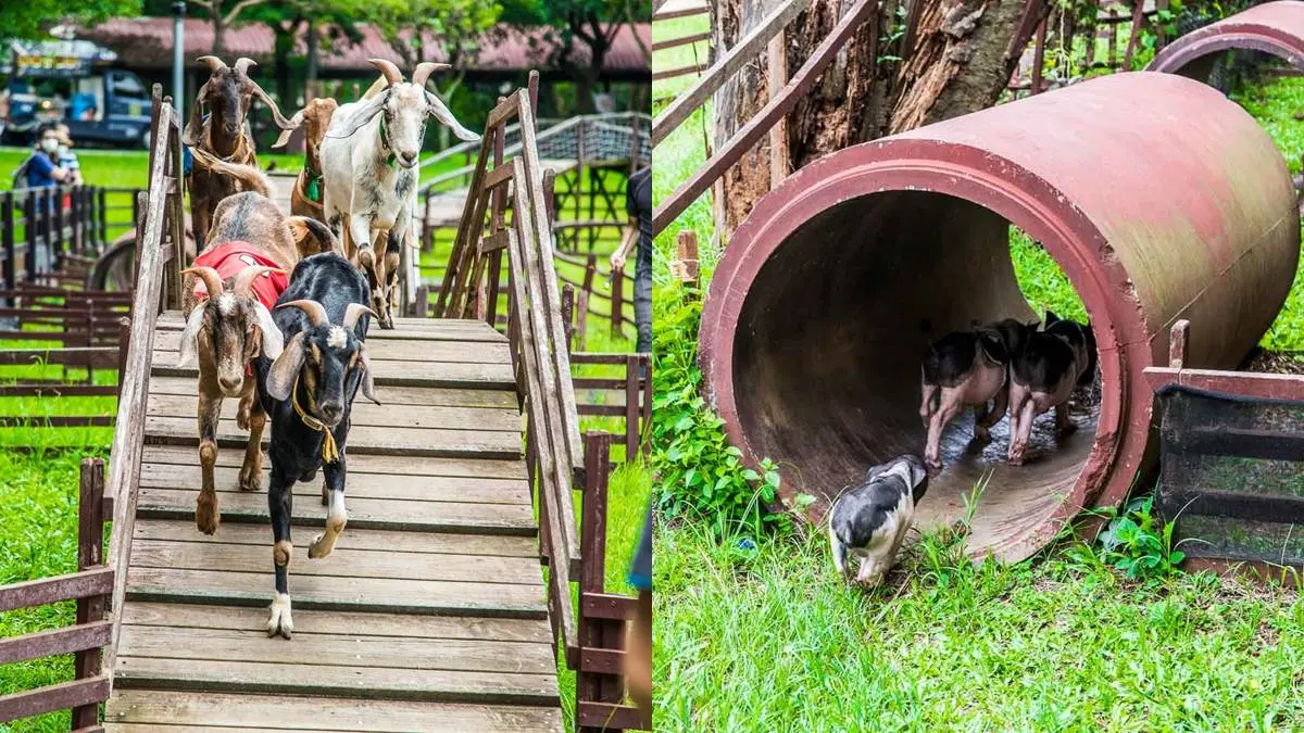 暑假遛小孩必衝！桃園12大「最強親子景點」：5500坪放電公園、免門票戲水池