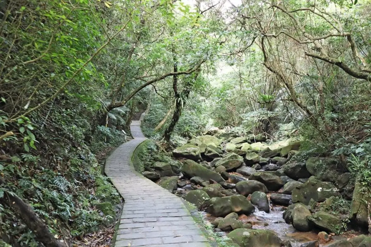 搭捷運就能到！雙北８條消暑系「森林步道」：無敵山景零死角、打卡復古拱橋