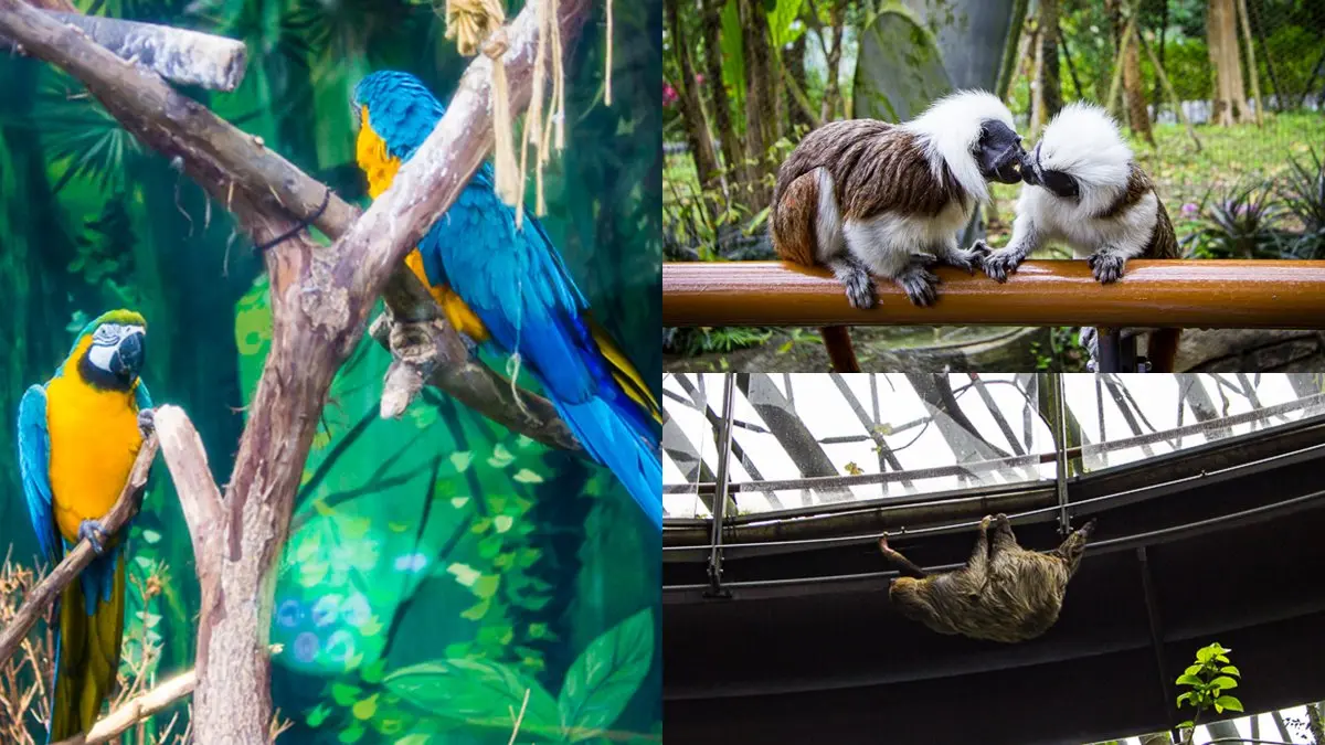 暑假帶小孩放電!必逛「最強動物園」TOP6:全台面積最大、12歲以下免費入園 暑假帶小孩放電!必逛「最強動物園」TOP6:全台面積最大、12歲以下免費入園