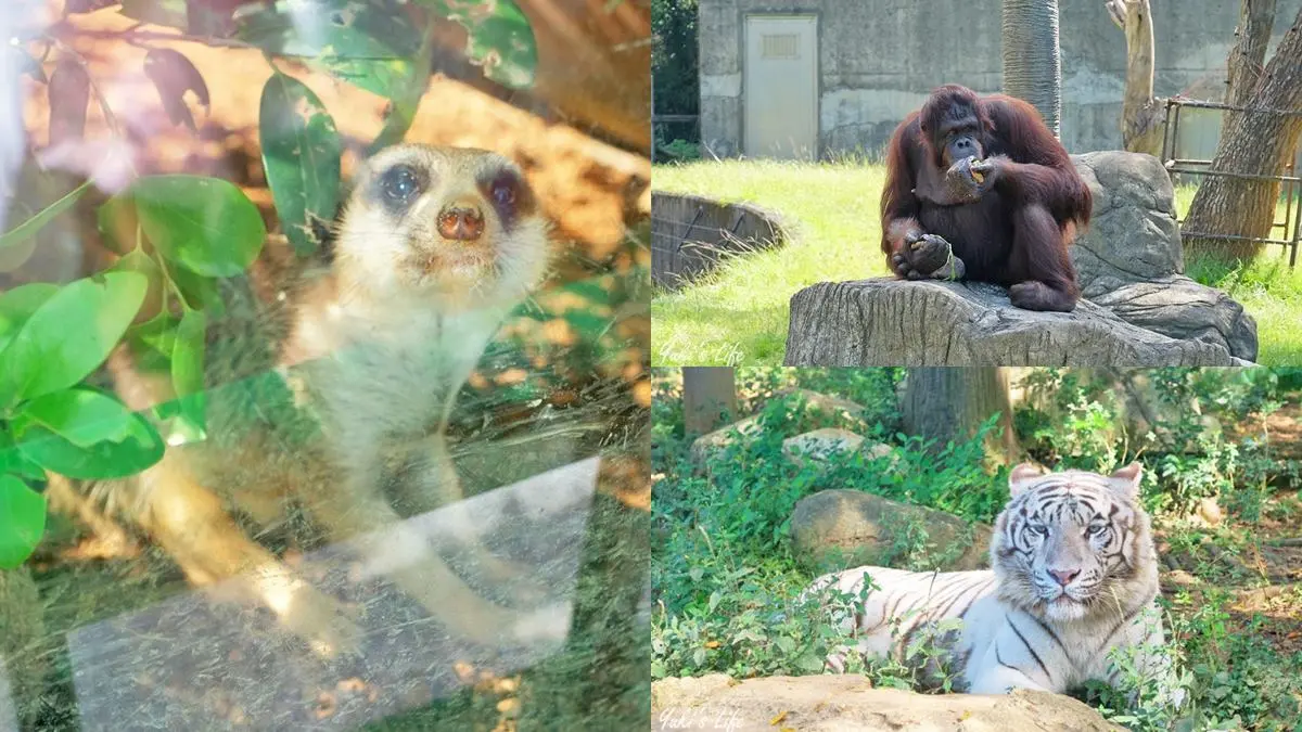 暑假帶小孩放電！必逛「最強動物園」TOP６：全台面積最大、12歲以下免費入園