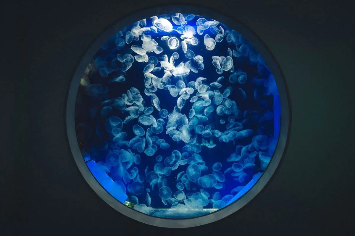 夜訪水族館美炸了!Xpark星光場「這天」開跑,入夜搶拍巨型水槽、門票8折 夜訪水族館美炸了!Xpark星光場「這天」開跑,入夜搶拍巨型水槽、門票8折