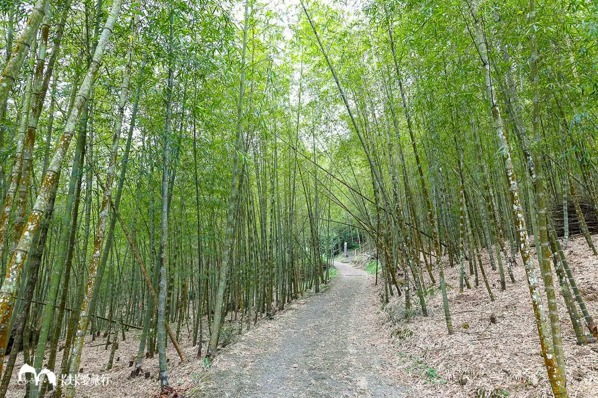 嘉義最消暑玩法!2大瀑布祕境+10條森林步道:阿里山五星級步道、嵐山竹林 嘉義最消暑玩法!2大瀑布祕境+10條森林步道:阿里山五星級步道、嵐山竹林