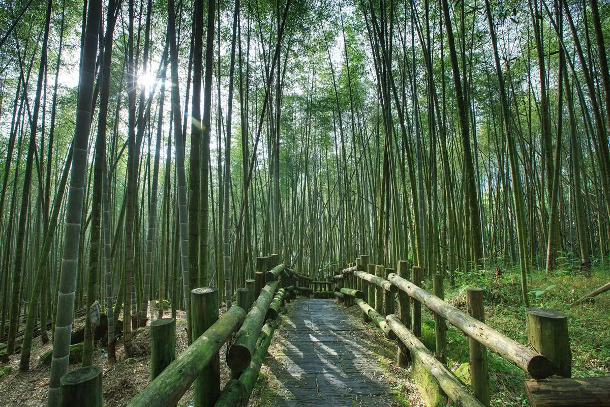 嘉義最消暑玩法!2大瀑布祕境+10條森林步道:阿里山五星級步道、嵐山竹林 嘉義最消暑玩法!2大瀑布祕境+10條森林步道:阿里山五星級步道、嵐山竹林
