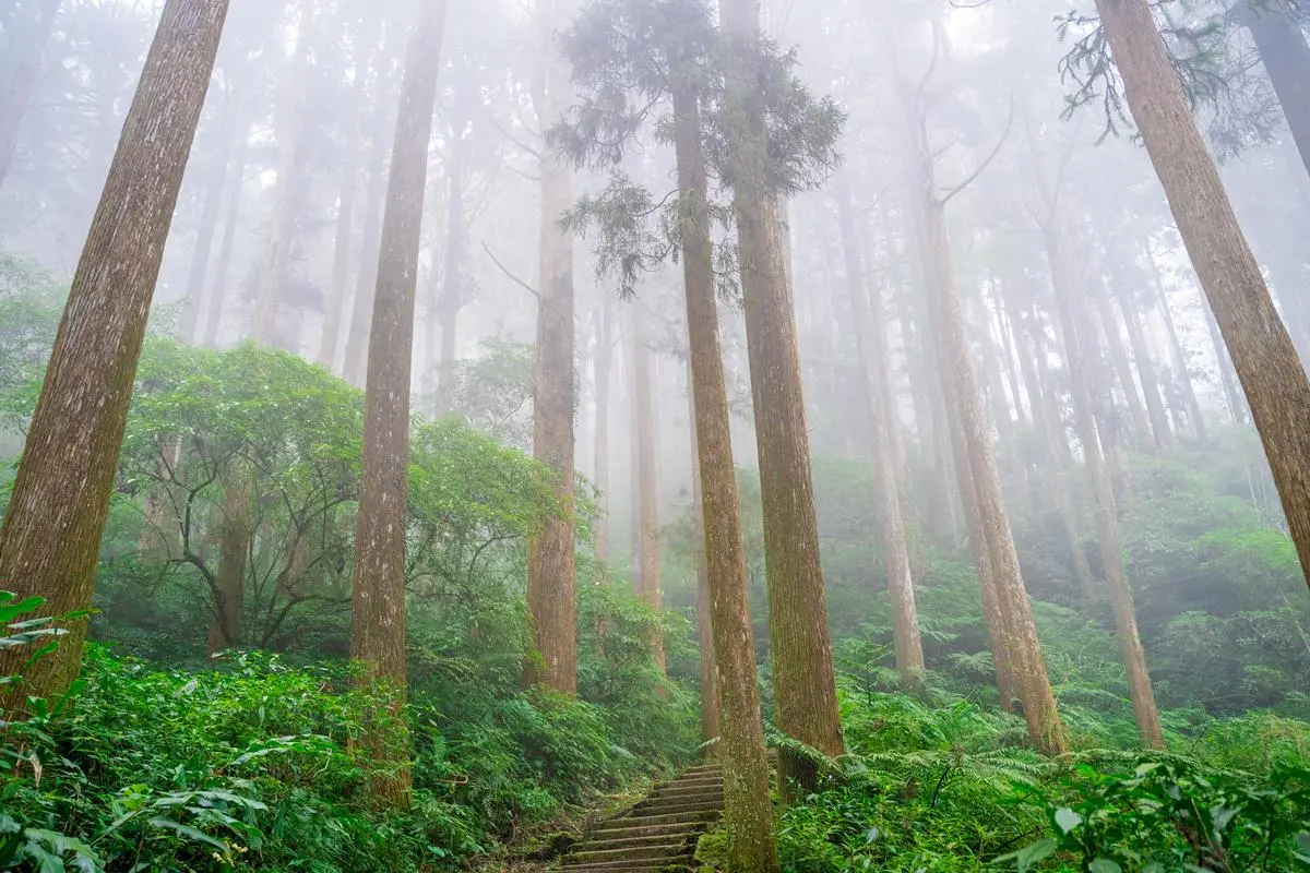 嘉義最消暑玩法!2大瀑布祕境+10條森林步道:阿里山五星級步道、嵐山竹林 嘉義最消暑玩法!2大瀑布祕境+10條森林步道:阿里山五星級步道、嵐山竹林