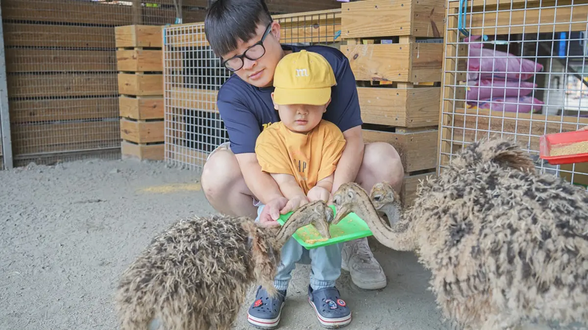 彰化「親子農場」100元玩到飽！免費拿飼料餵鴕鳥、小雞，消暑再衝氣墊水樂園