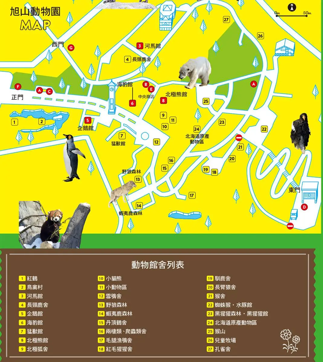 不只「企鵝散步秀」！2023北海道動物園四季攻略：河馬跳水、冬天看雪燈