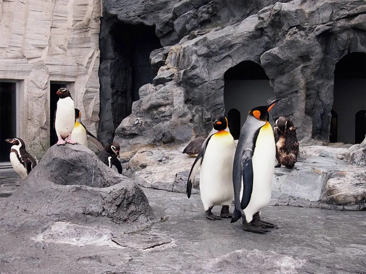 不只「企鵝散步秀」！2023北海道動物園四季攻略：河馬跳水、冬天看雪燈