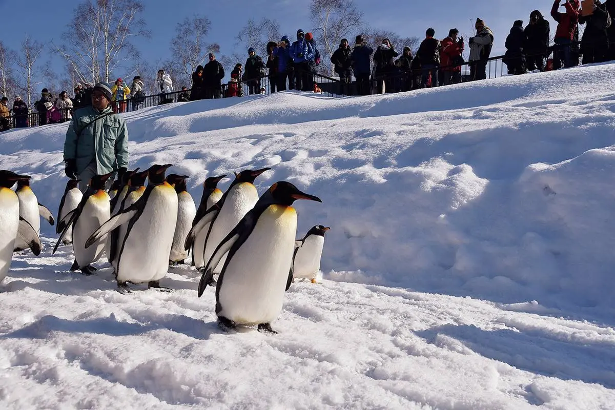 不只「企鵝散步秀」！2023北海道動物園四季攻略：河馬跳水、冬天看雪燈
