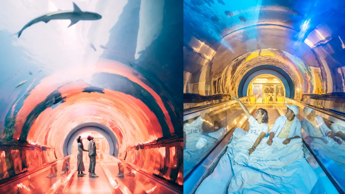 與小鯊魚、海豹一起入眠！七夕夜宿「最美水族館」，留言抽「免費再住１晚」