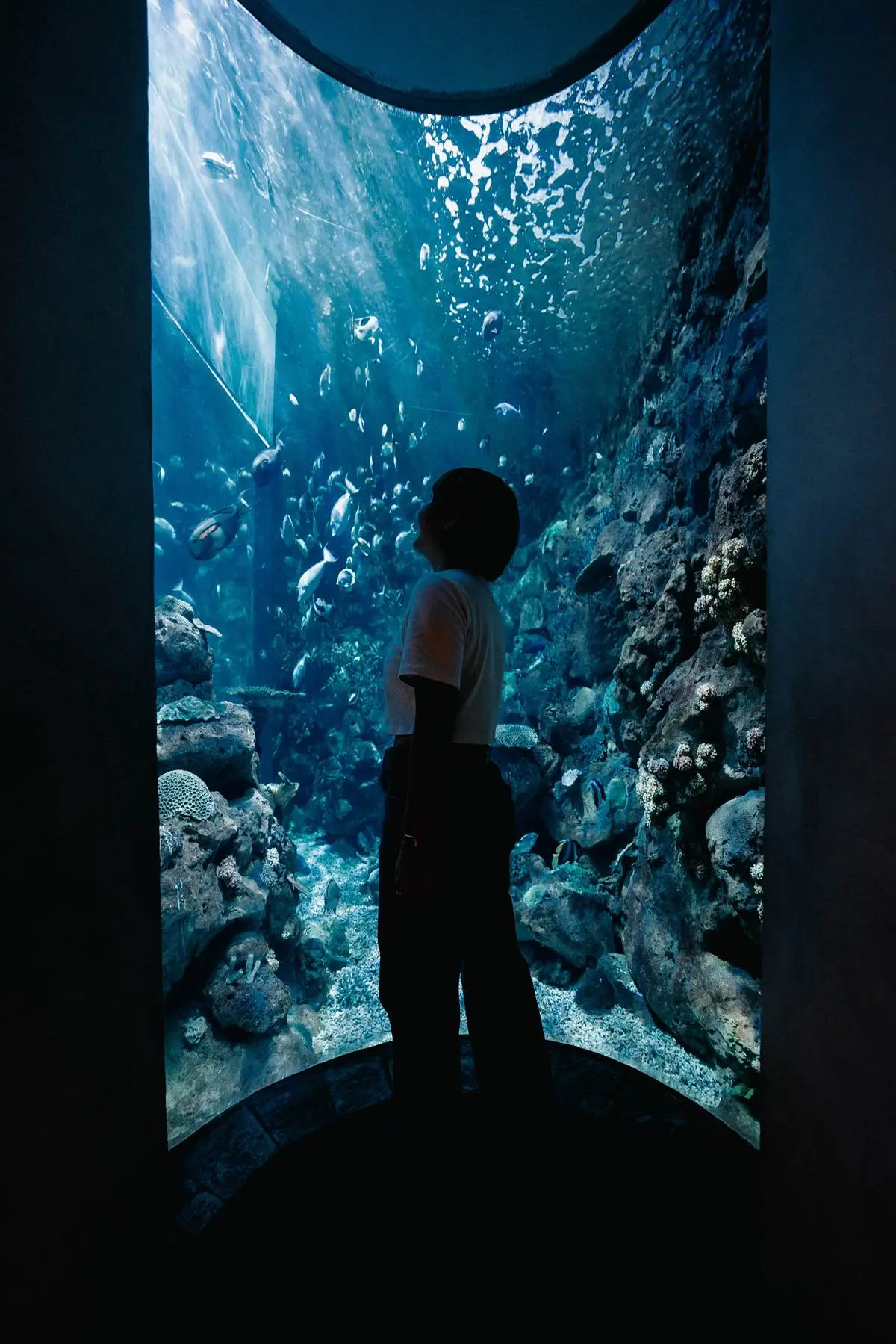與小鯊魚、海豹一起入眠!七夕夜宿「最美水族館」,留言抽「免費再住1晚」 與小鯊魚、海豹一起入眠!七夕夜宿「最美水族館」,留言抽「免費再住1晚」