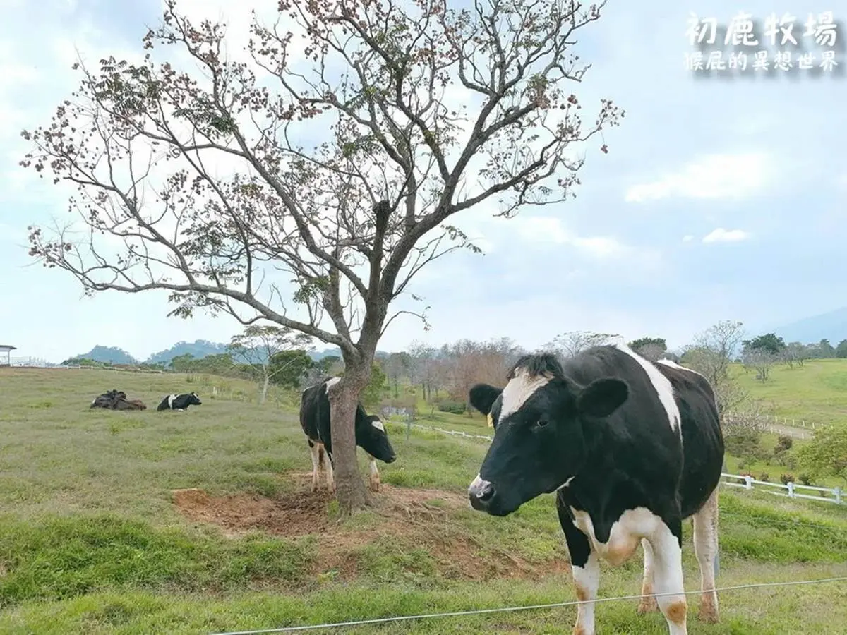 抓住暑假尾巴！花東７放電系「親子景點」：免門票農場、全台最大海盜船公園