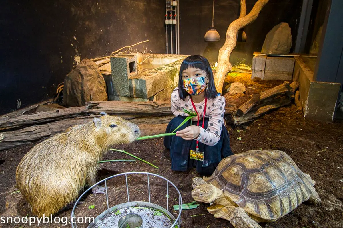不只六福村!新竹必訪6室內景點:全台最大「乾式溫泉」、隱藏版迷你動物園 不只六福村!新竹必訪6室內景點:全台最大「乾式溫泉」、隱藏版迷你動物園