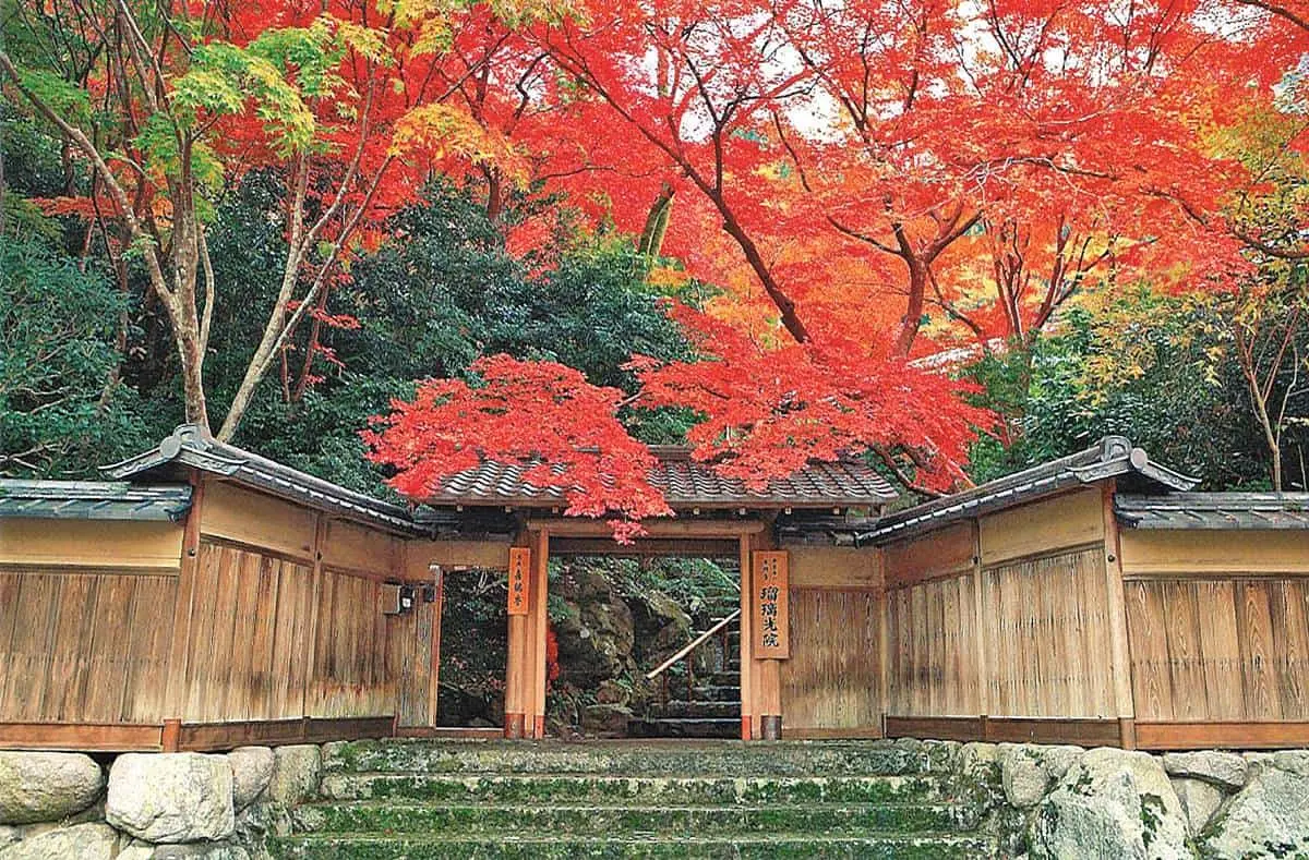 京都賞楓準備!最美路線5景點1次玩:每年限時開放、晚上還能賞夜楓 京都賞楓準備!最美路線5景點1次玩:每年限時開放、晚上還能賞夜楓