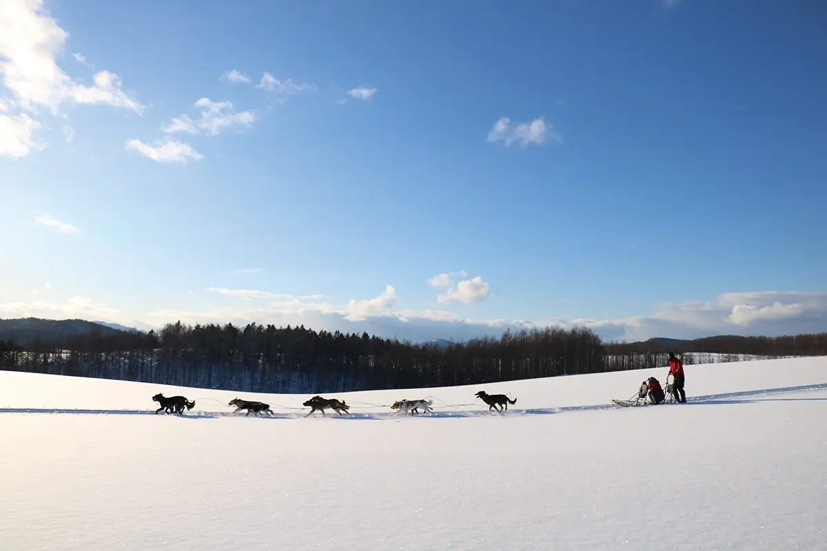 想玩不用飛北歐！北海道必試「自駕狗狗雪橇」，飆速「策狗狂奔」一次就上手