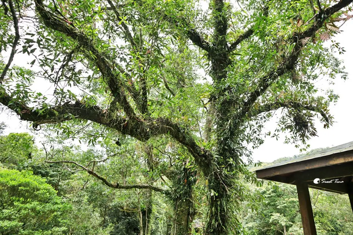 免門票「亞洲最大植物園」在這!搶拍絕美水生池、近距離賞山羌,想去先預約 免門票「亞洲最大植物園」在這!搶拍絕美水生池、近距離賞山羌,想去先預約