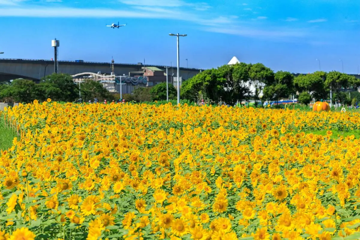 「5萬盆向日葵」現正滿開中!金黃色花海+巨型南瓜超好拍,11月底前快朝聖 「5萬盆向日葵」現正滿開中!金黃色花海+巨型南瓜超好拍,11月底前快朝聖