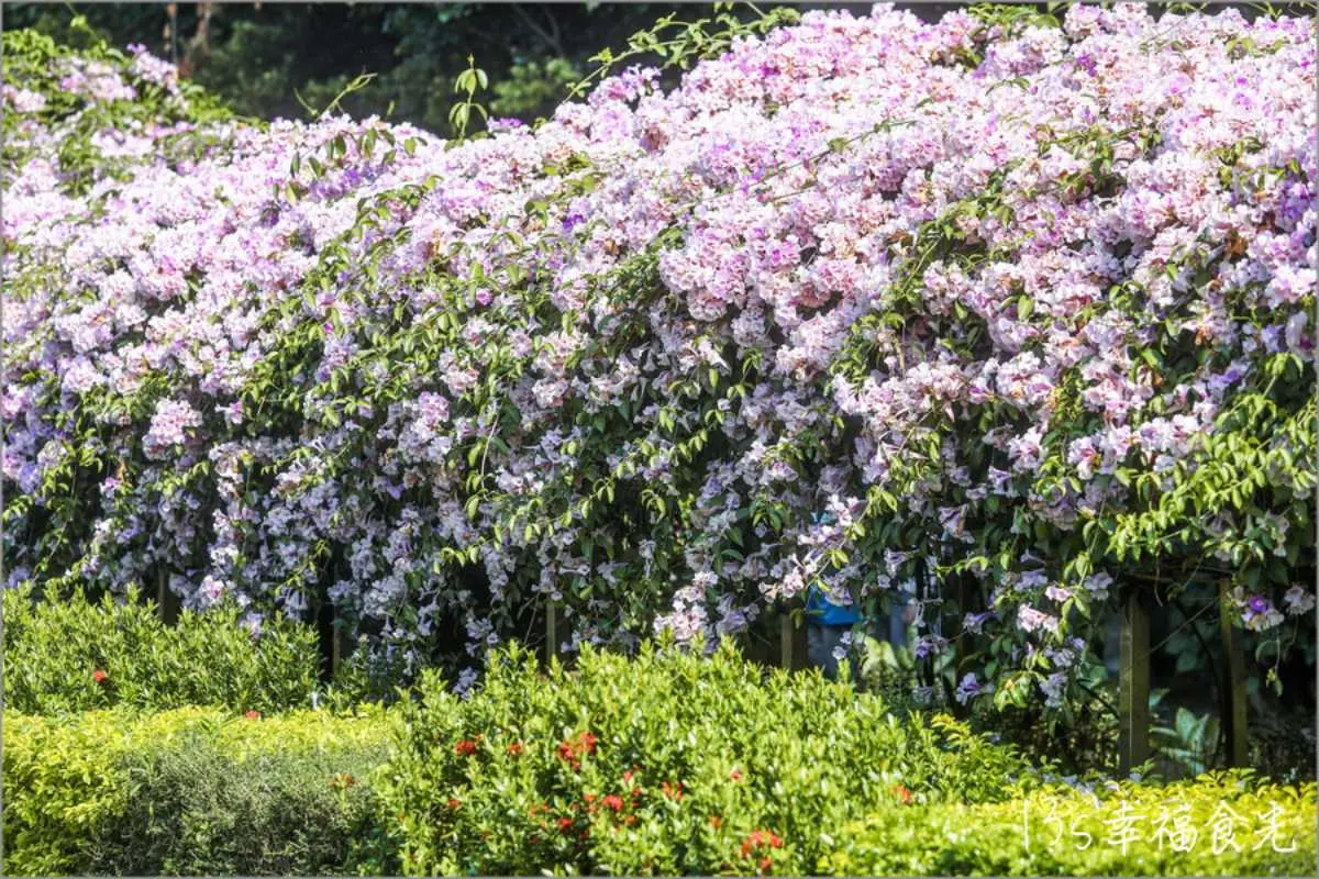 紫爆啦!北部2處「蒜香藤祕境」錯過等明年,200米長夢幻花廊快來拍爆 紫爆啦!北部2處「蒜香藤祕境」錯過等明年,200米長夢幻花廊快來拍爆