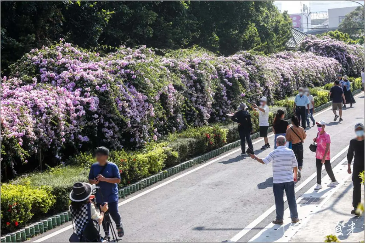 紫爆啦!北部2處「蒜香藤祕境」錯過等明年,200米長夢幻花廊快來拍爆 紫爆啦!北部2處「蒜香藤祕境」錯過等明年,200米長夢幻花廊快來拍爆