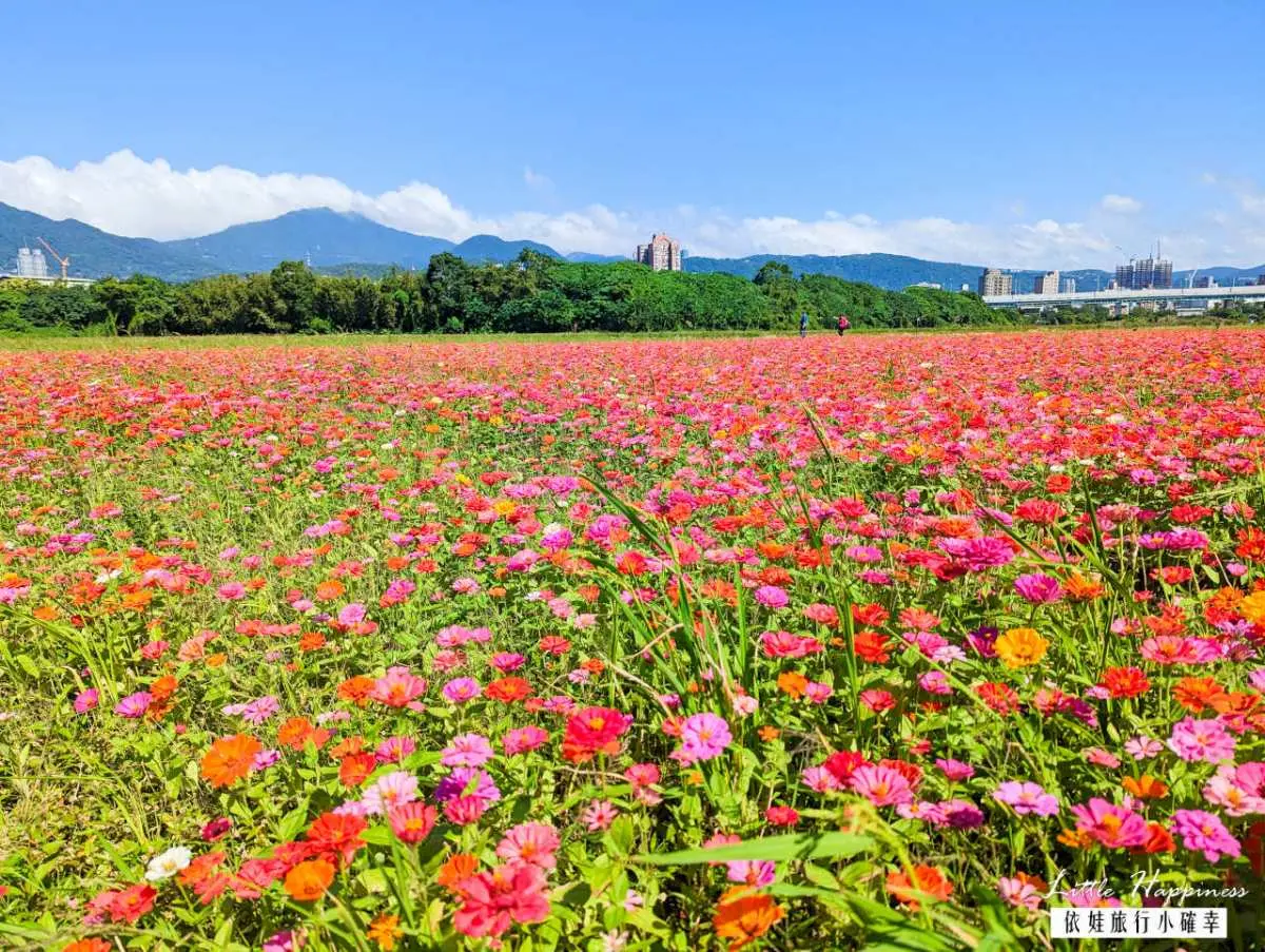 破萬坪「七彩漸層花海」在台北!雙11開跑免費拍爆,接駁車、交通資訊一次看 破萬坪「七彩漸層花海」在台北!雙11開跑免費拍爆,接駁車、交通資訊一次看