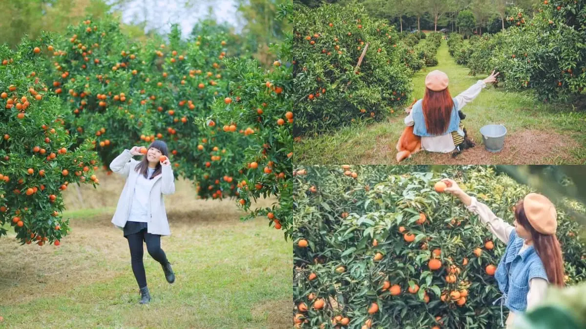 100元橘子吃到飽！洗版IG「台版濟州島」採橘祕境開放，入園、收費方式一次看