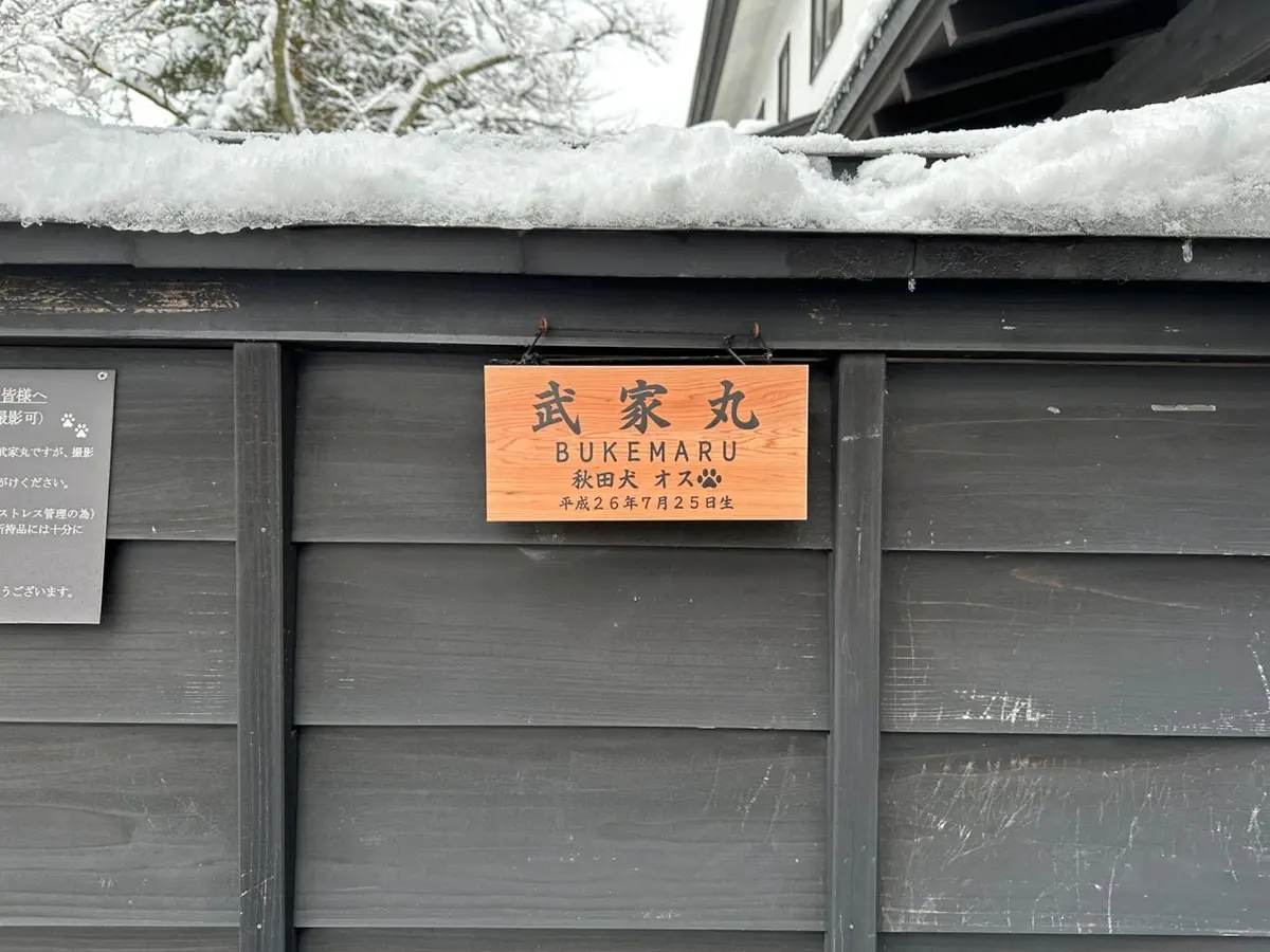 冬季必遊「東北小京都」!衝秋田賞夢幻雪景、武士故居,還有超萌秋田犬迎客 冬季必遊「東北小京都」!衝秋田賞夢幻雪景、武士故居,還有超萌秋田犬迎客