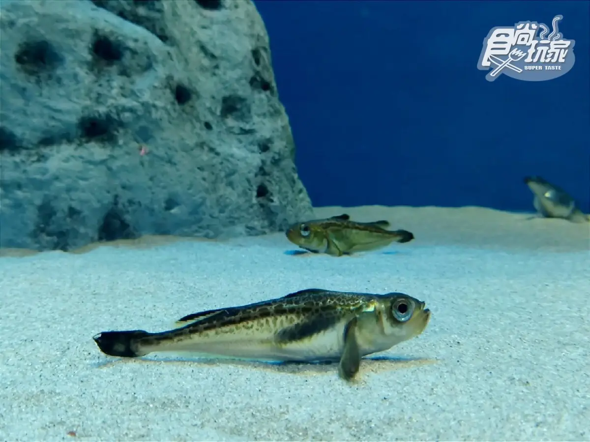 到鬼怪故鄉５體驗！日本秋田「男鹿半島」體驗生剝鬼嚇人、泡千年名湯（中獎公布）